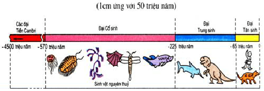 Bảng 25.1. Niên biểu địa chất (rút gọn), lớp 8