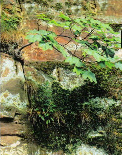 Hinh 9.3. Rễ cây làm cho các lớp đá rạn nứt