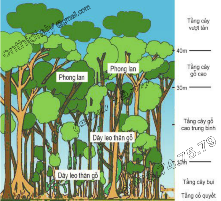 Hinh 5.4. Lát cắt rừng rậm xanh quanh năm