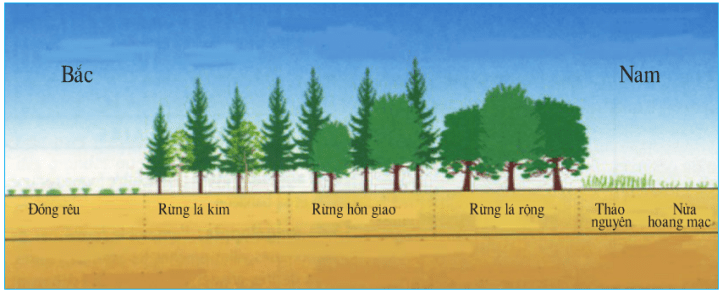 Hinh 59.2. Sơ đồ thảm thực vật khu vực Đông Âu từ bắc xuống nam