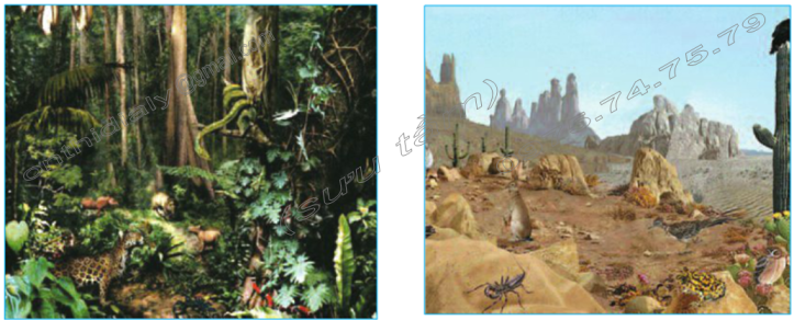 Hinh 67. Rừng mưa nhiệt đới và Hình 68. Hoang mạc nhiệt đới