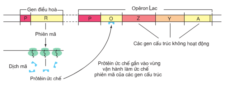 Hình 3.2a. Sơ đồ hoạt động của các gen trong opêron Lac khi môi trường không có lactôzơ