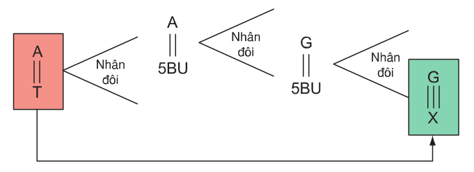Hình 4.2. Đột biến A-T G-X do tác động của 5BU