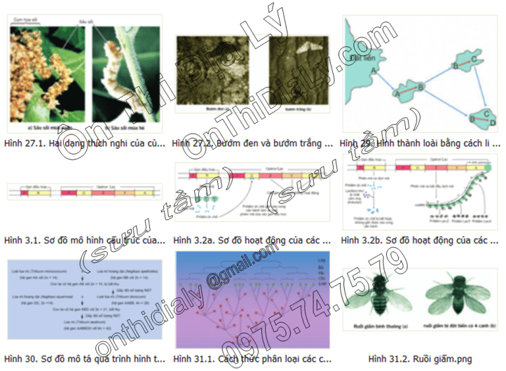 Sinh Học lớp 12 (4)