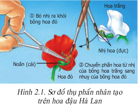 Hình 2.1 (Sinh 9)