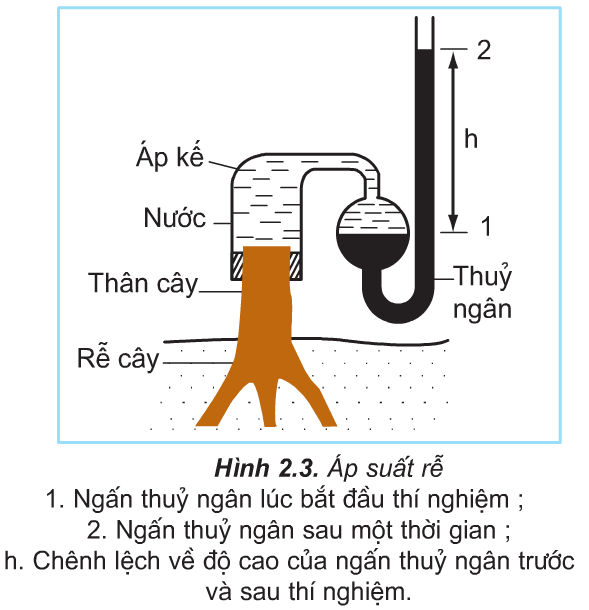 Hình 2.3 (Sinh 11)