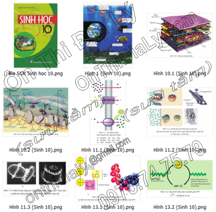 Sinh Học lớp 10 (1)