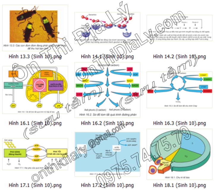 Sinh Học lớp 10 (2)