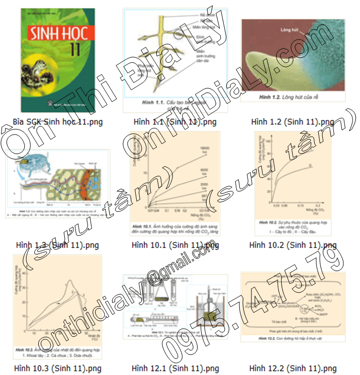 Sinh Học lớp 11 (1)