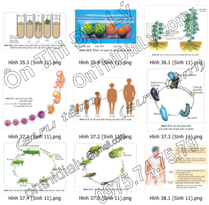 Sinh Học lớp 11 (10)