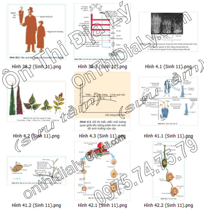Sinh Học lớp 11 (11)