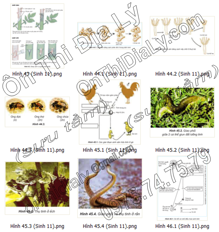 Sinh Học lớp 11 (12)