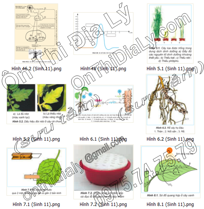 Sinh Học lớp 11 (13)