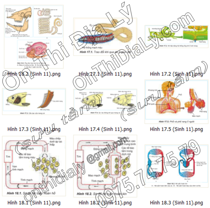 Sinh Học lớp 11 (3)