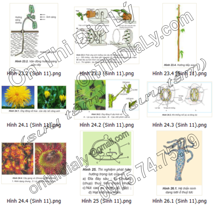Sinh Học lớp 11 (6)