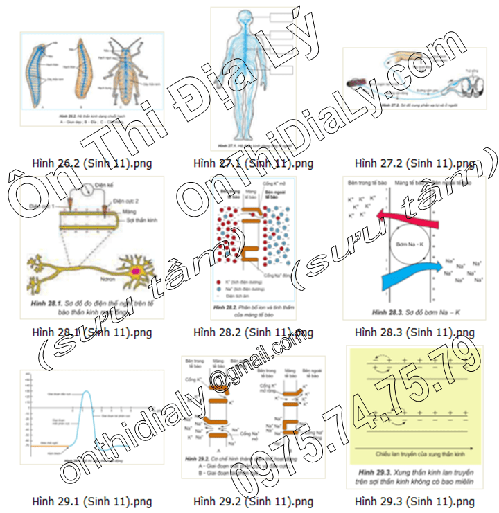 Sinh Học lớp 11 (7)