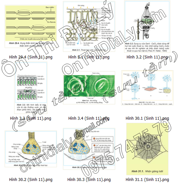 Sinh Học lớp 11 (8)