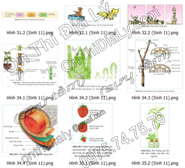 Sinh Học lớp 11 (9)