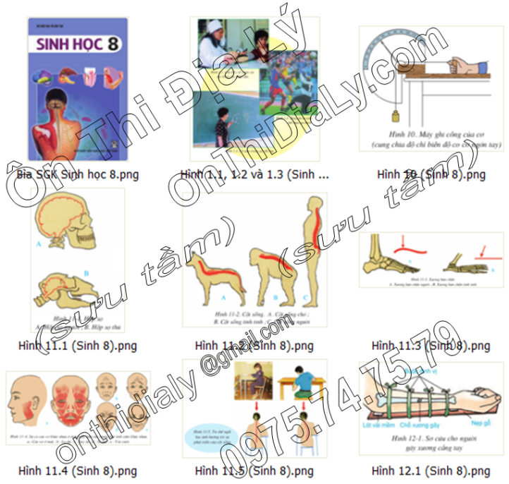 Sinh Học lớp 8 (1)