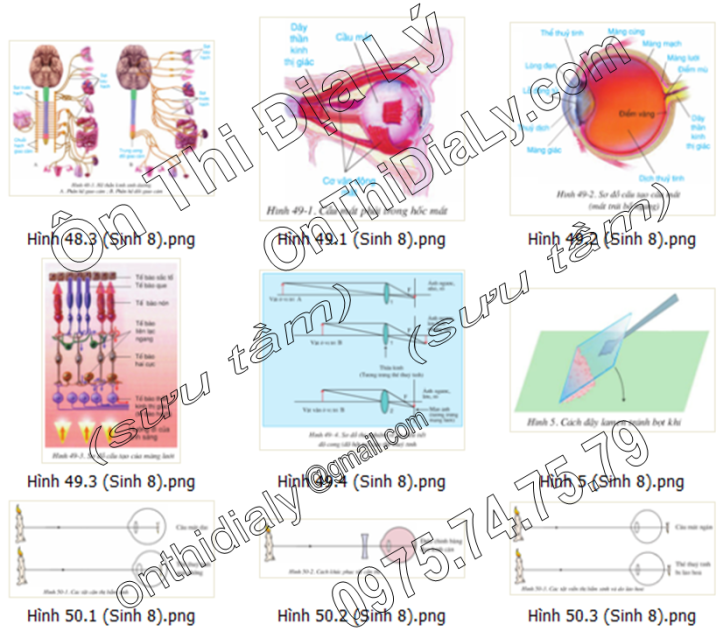 Sinh Học lớp 8 (10)