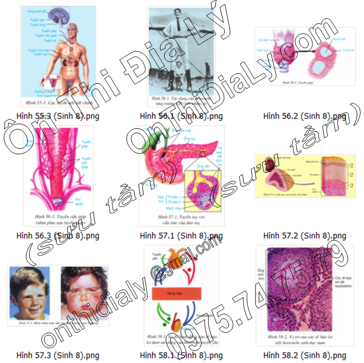 Sinh Học lớp 8 (12)