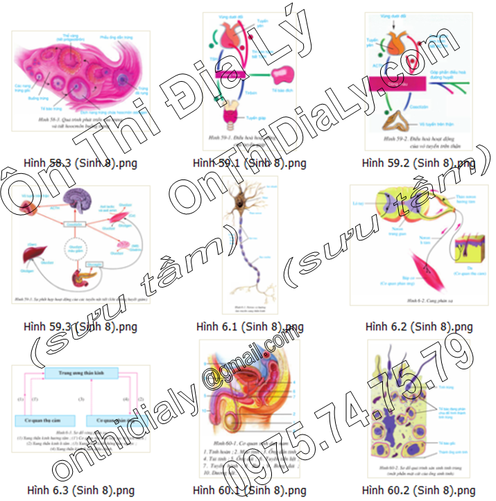 Sinh Học lớp 8 (13)