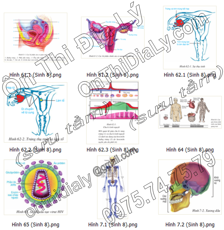 Sinh Học lớp 8 (14)