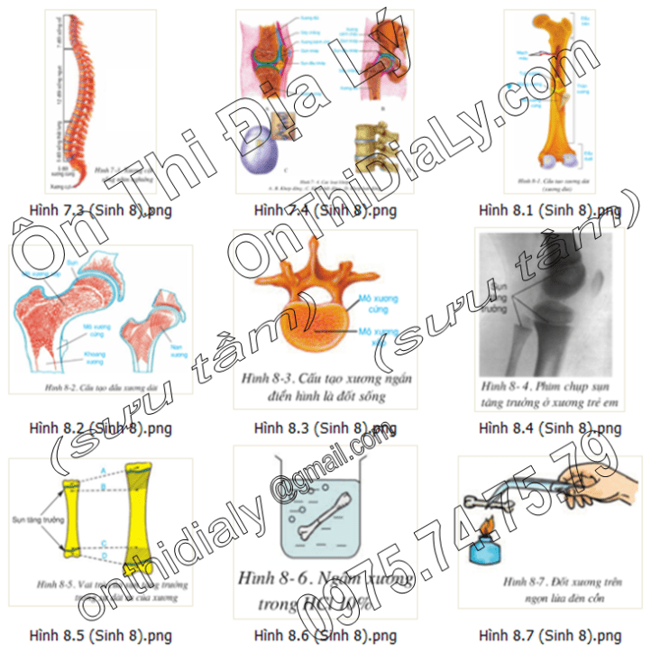 Sinh Học lớp 8 (15)