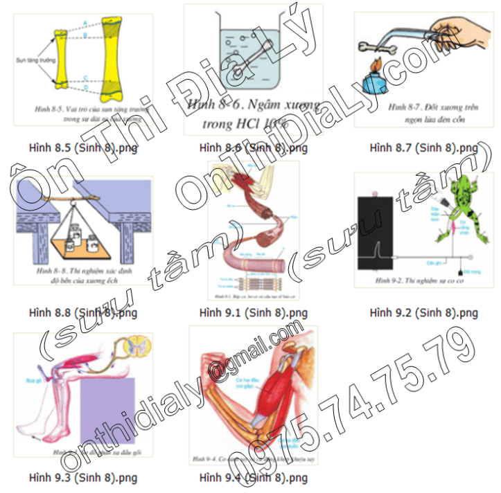 Sinh Học lớp 8 (16)