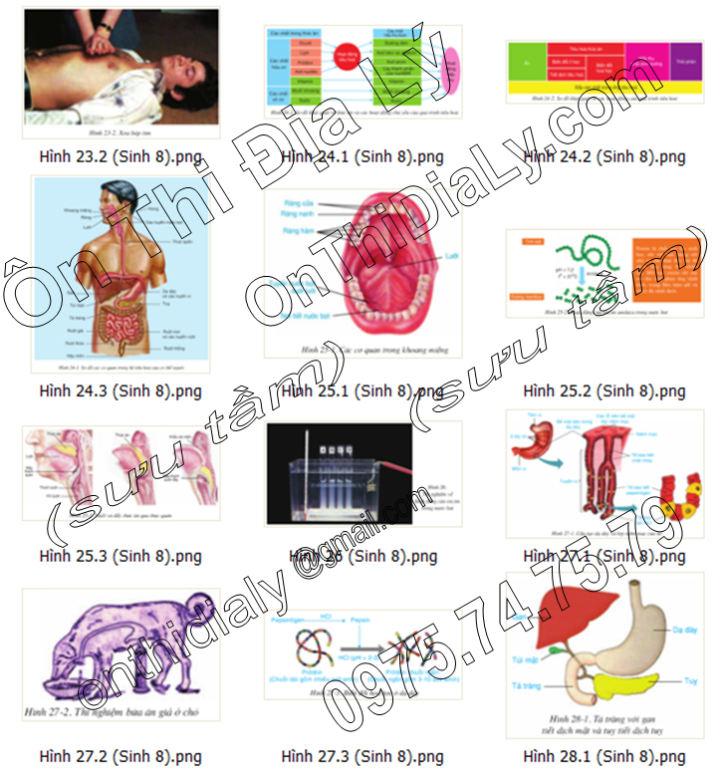 Sinh Học lớp 8 (5)