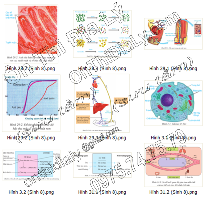 Sinh Học lớp 8 (6)