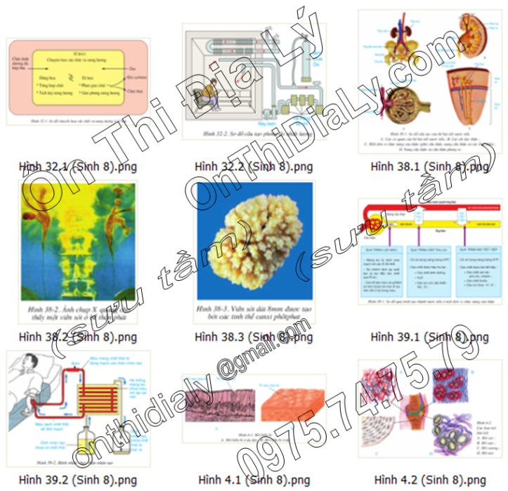 Sinh Học lớp 8 (7)