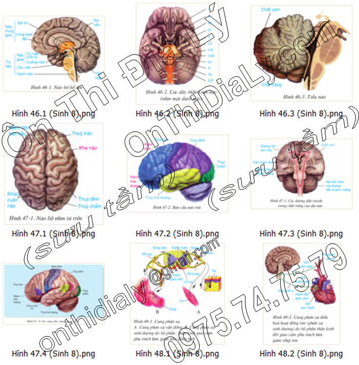 Sinh Học lớp 8 (9)