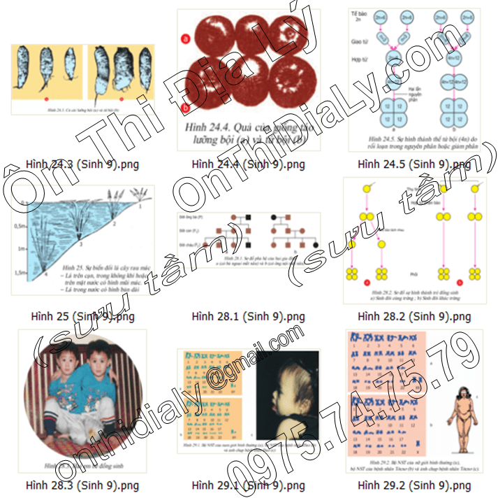Sinh Học lớp 9 (4)