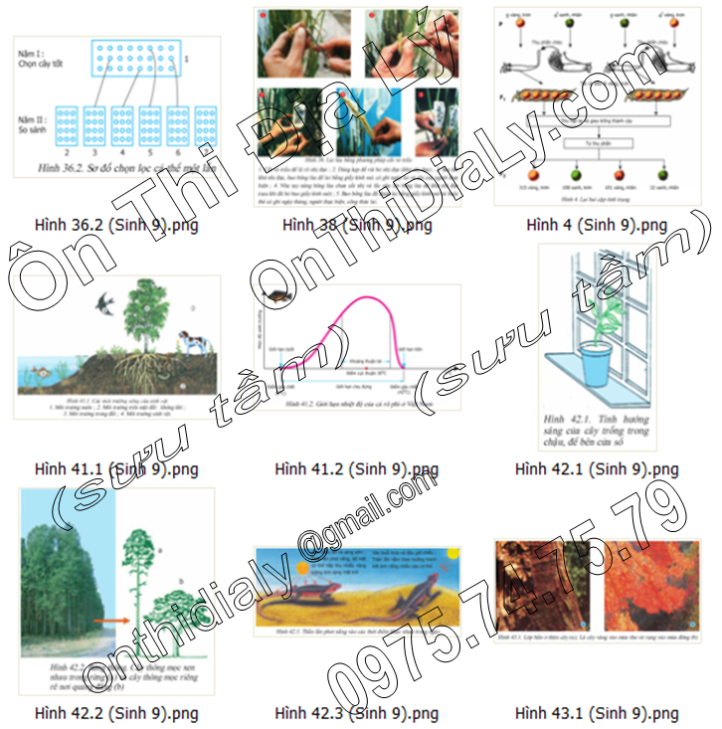 Sinh Học lớp 9 (6)